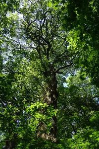 Natural monument Quercus robur Misburger Wald ND-H 222