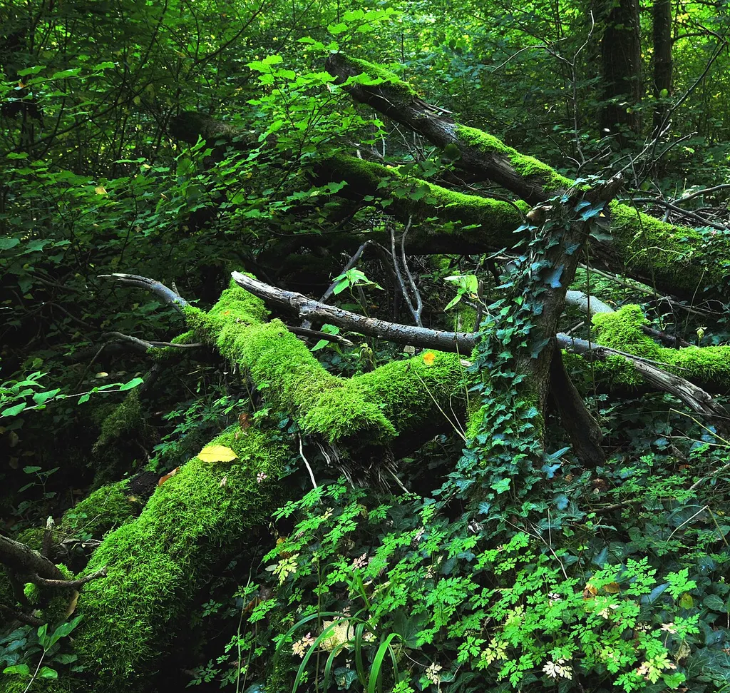 Coarse woody debris in the "Hallerburger Holz" in Adensen, Nordstemmen, Lower Saxony, Germany. The "Hallerburger Holz" is a natural habitat and one of the best wildlife areas in Germany and belongs to the protected Natura 2000 localities in Europe.