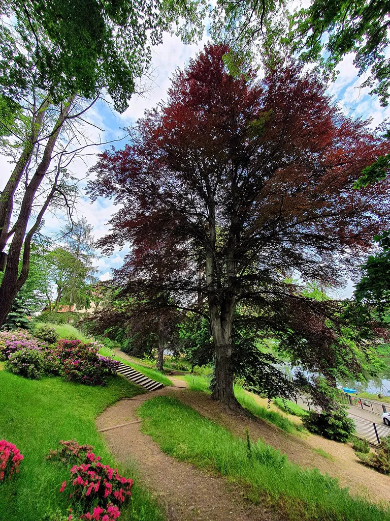 Rotbuche (Fagus sylvatica f. purpurea) in historischer Parkanlage unterhalb der Gattersburg am Muldeufer in Grimma
