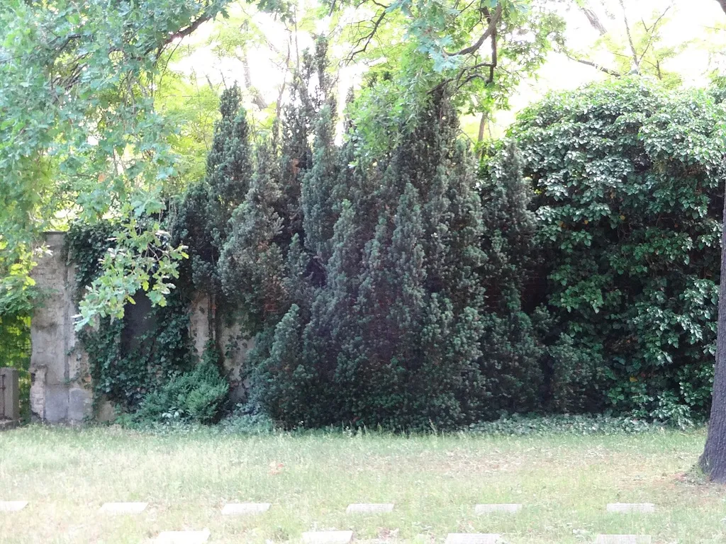als Naturdenkmal geschützte Eiben (Taxus baccata) auf dem Friedhof Rummelsburger Straße 71/73 in der Friedhofsmauer in Berlin