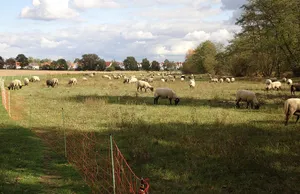 Sandmagerrasen am Spießfeld westlich Dieburg