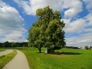 Linden am Gemeindeplatz Edenbergen
