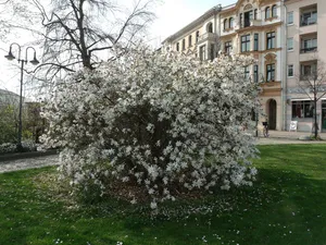 Sternmagnolie am Brandenburger Platz