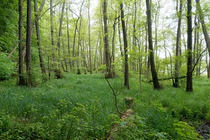 Ostufer des Großen Ratzeburger Sees