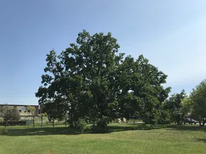 Naturdenkmal Stieleiche (Quercus robur) ca. 15 m südlich der Kirche in Neupetershain-Nord