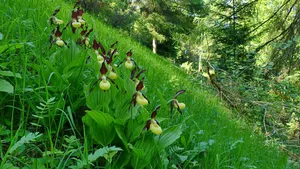 Burgberg, Heinsener Klippen, Rühler Schweiz