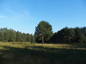 Hühnermoor (Lüneburg)