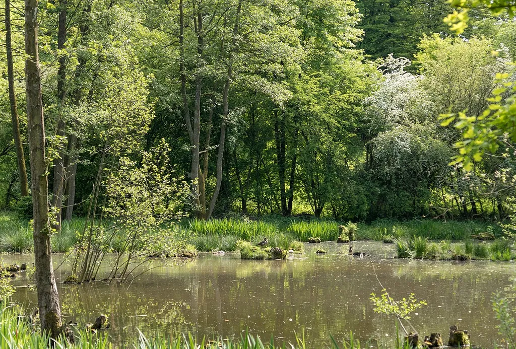 Enten im Naturschutzgebiet „Wiesentälchen von Beedenkirchen“ (NSG 1431025)
