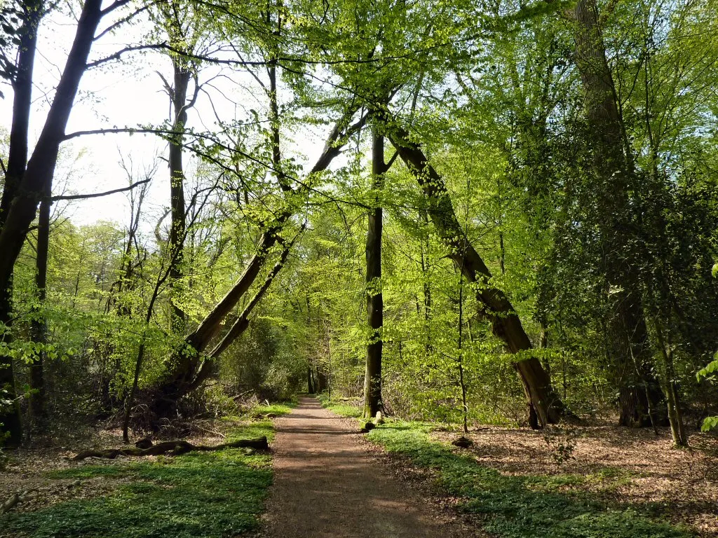 Neuenburger Urwald, Bäume am Hauptweg bilden ein natürliches Tor.