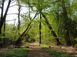 Neuenburger Holz