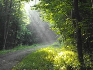 Réserve naturelle nationale du massif forestier de Strasbourg-Neuhof/Illkirch-Graffenstaden