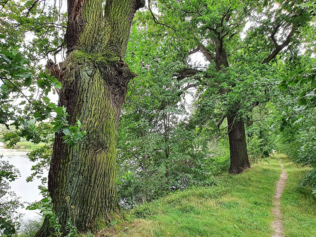 Naturdenkmal: nördliche Eiche ('Quercus robur') am Damm des Großen Kirchenteich in Grethen