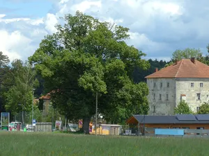 Linde in Waizenkirchen