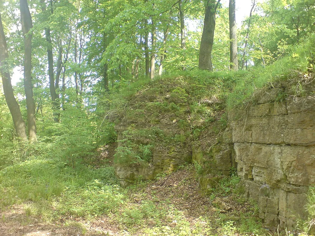 Burgruine mit Hochwald bewachsen