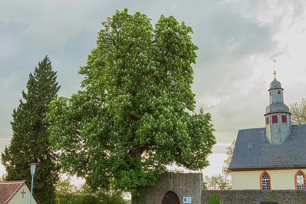 Büdingen-Aulendiebach, Rosskastanie links (westlich) des Friedhofs. Schutzgrund: Einzelbaum, schöner Wuchs, hohes Alter. Naturdenkmal Nr. 440.002