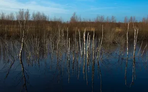 Bourtanger Moor-Bargerveen Nature Park