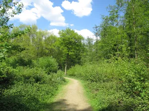 Landschaftsschutzgebiet Duisburger Stadtwald mit den Bereichen Witzberg, Monning, Wolfsberg, Am Stein, Eselsbruch, Nachtigallental, Uhlenhorst