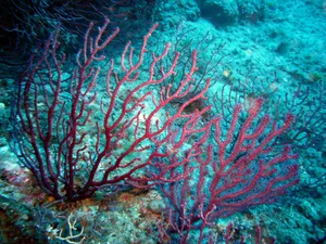 Portofino marine protected area