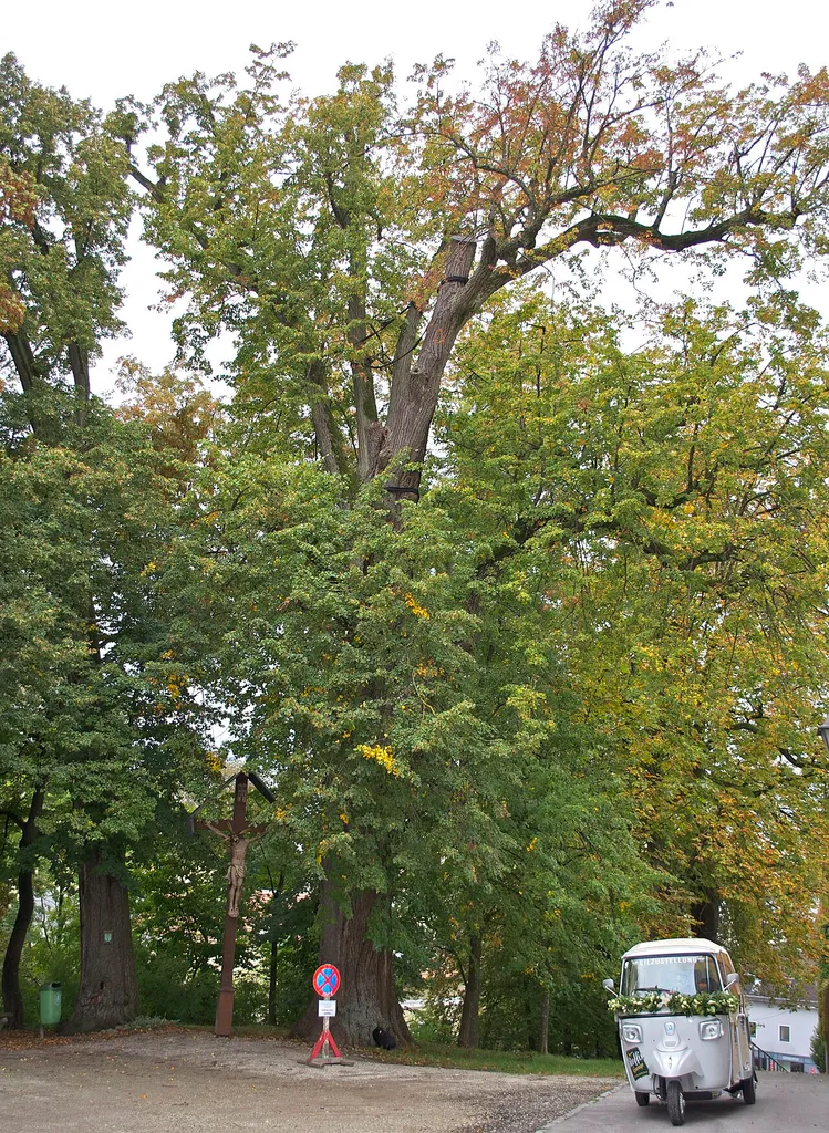 This media shows the natural monument in Upper Austria with the ID nd411.