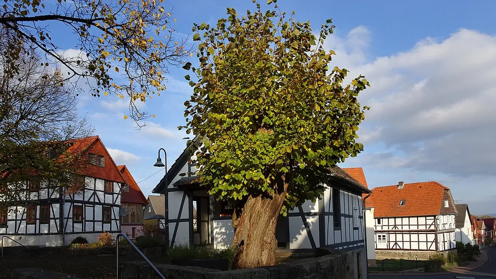 Der alte Baum steht mit weiteren vier Linden auf dem Anger in Frankenhain, einem Ortsteil der Gemeinde Berkatal im nordhessischen Werra-Meißner-Kreis. Als ehemaliger Gerichtsplatz gilt die Anlage dem Denkmalschutz aus städtebaulichen und ortsgeschichtlichen Gründen als erhaltenswert. Die Linde wurde in 1936 zum Naturdenkmal erklärt. In der Liste der Naturdenkmale des Werra-Meißner-Kreises hat sie die Nummer 636.534.