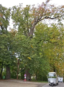 Drei Winterlinden vor der Kapuzinerklosterkirche Kleinried