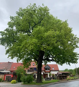 Friedenseiche in Waldenburg