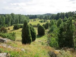 Hollandsbjär