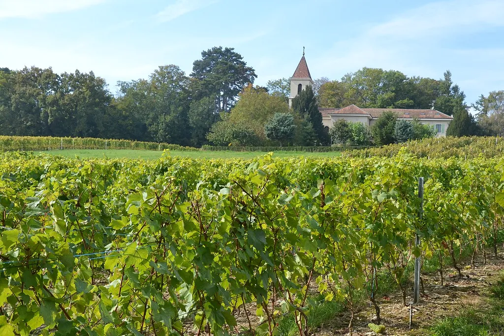 Vignes à Choulex (GE, Suisse).