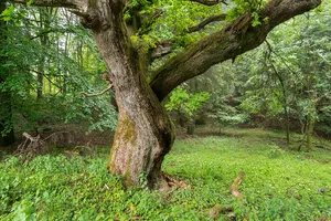 LSG-Teutoburger Wald mit Lippischem Wald, Osning Kamm und oestlichem Osning-Vorland