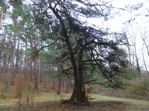 Naturdenkmal Gemeine Kiefer Nördlich vom Mechesee; an der Wanderhütte an der Wegkreuzung in Ladeburg