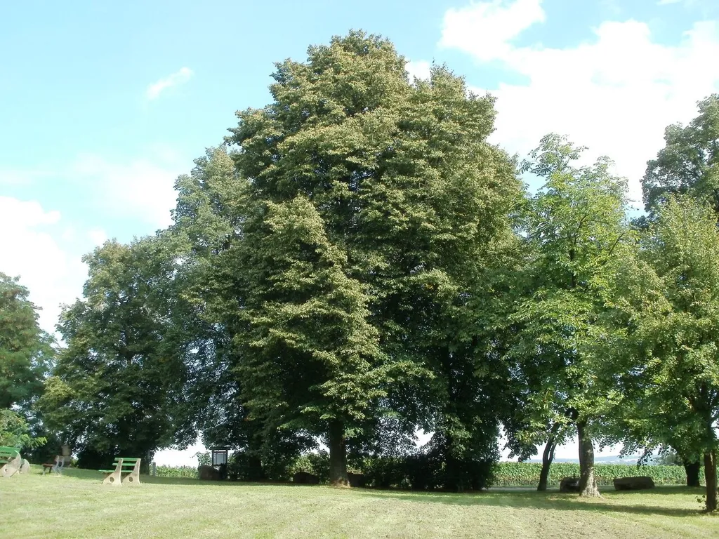 Alte Bäume bei der Wallfahrtskapelle (Letzenberg)