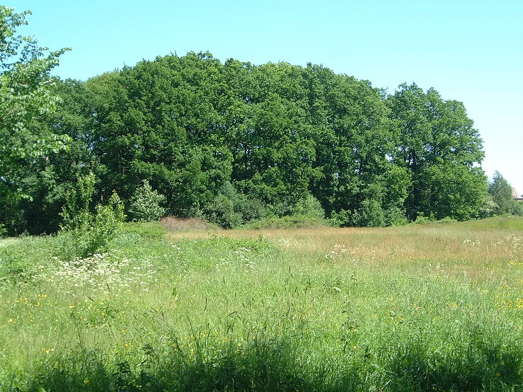 Turmhügelburg Bori in Aukrug