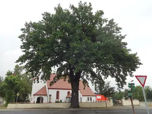 Naturdenkmal Stieleiche