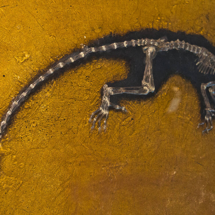 Messel Pit Fossil Site