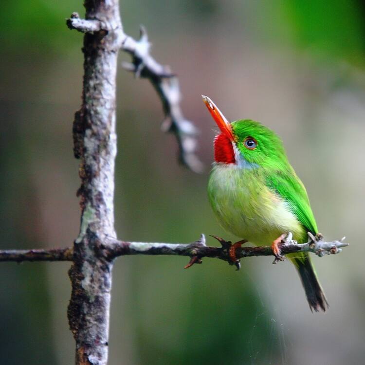 Blue and John Crow Mountains