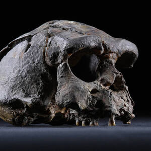 Sangiran Early Man Site