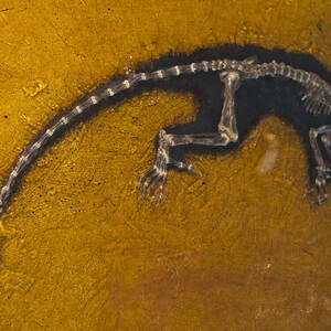 Messel Pit Fossil Site