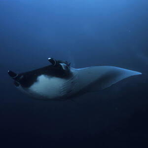 Malpelo Fauna and Flora Sanctuary