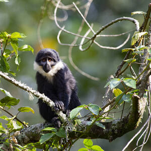 Nyungwe National Park